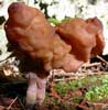 Gyromitra infula 